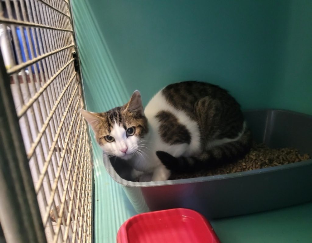 Marius - Chat Européen à adopter