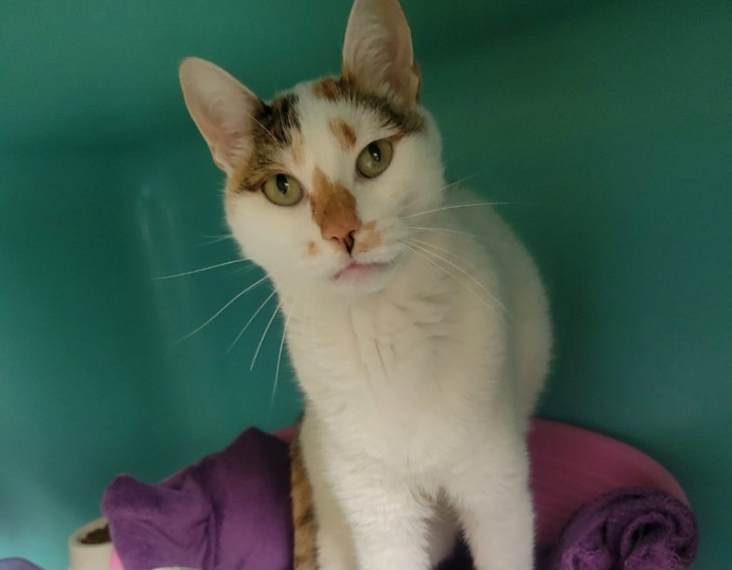 Nala - Chat Européen à adopter