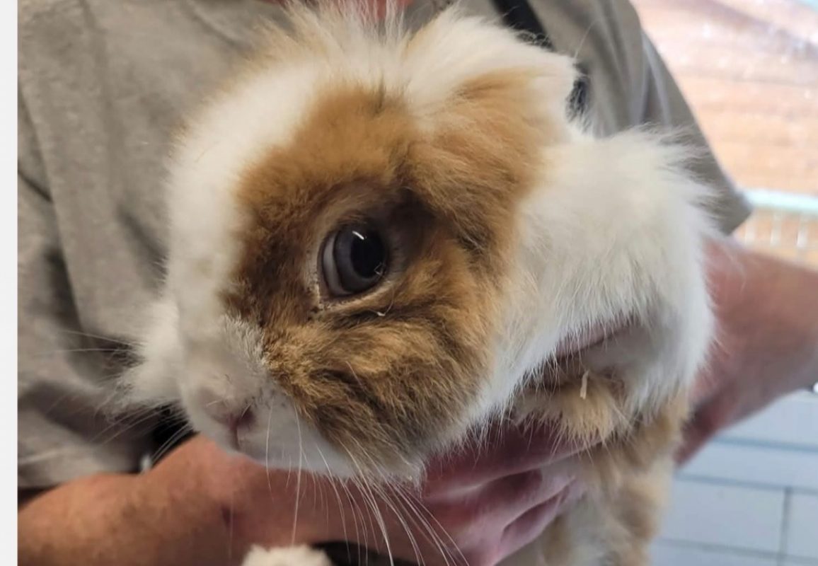 Bugsie - Rongeur Lapin à adopter