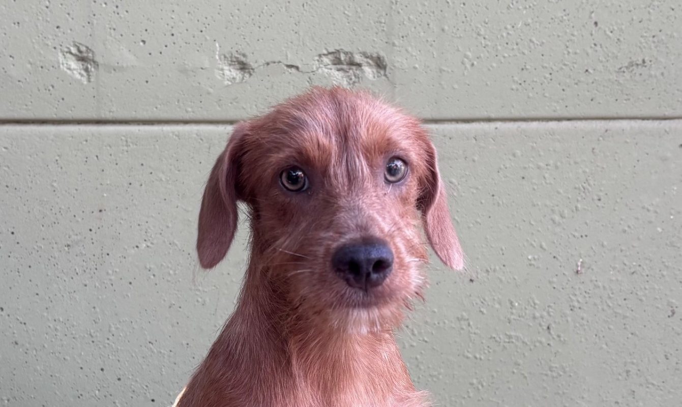 Yuri - Chien à adopter