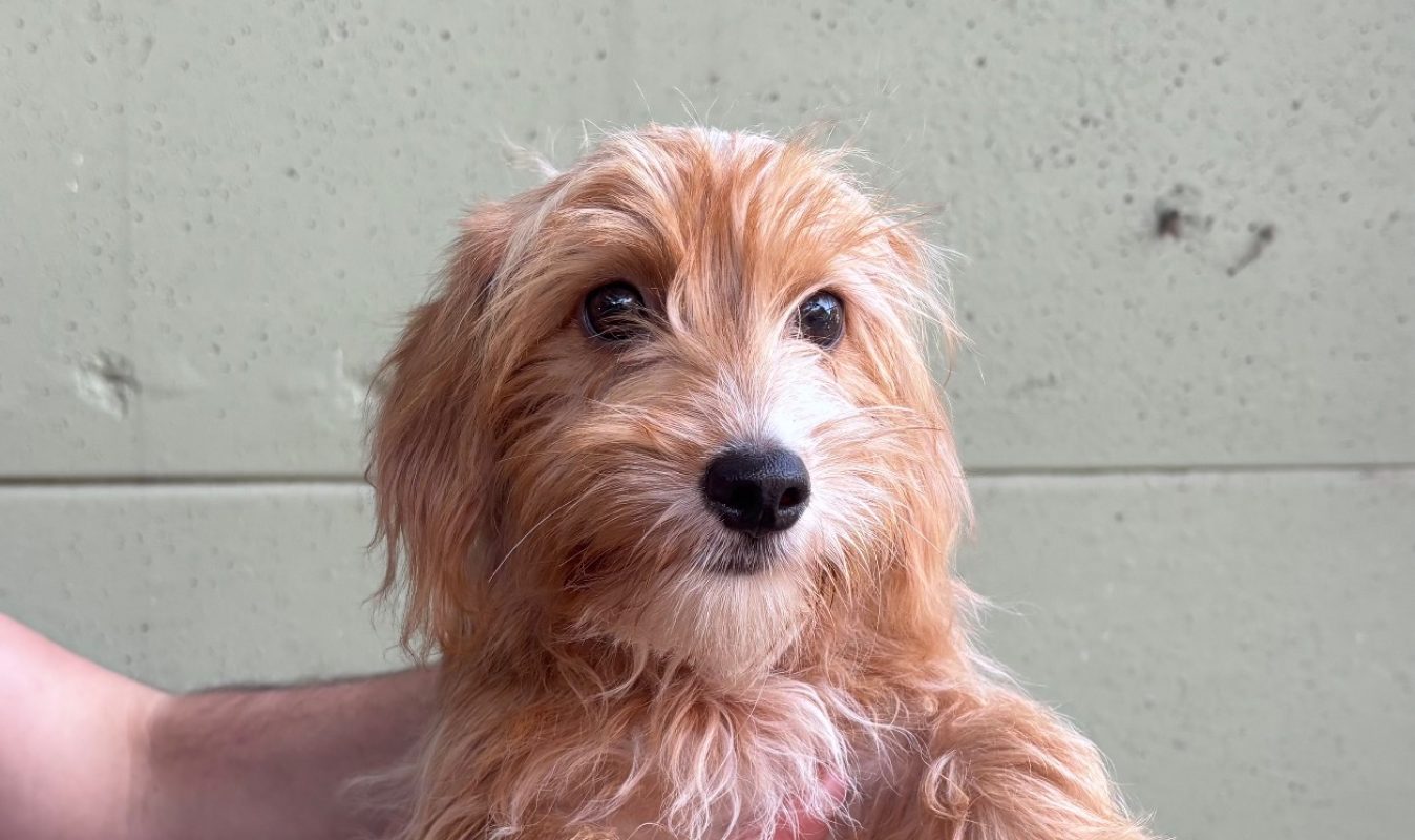 Vita - Chien à adopter