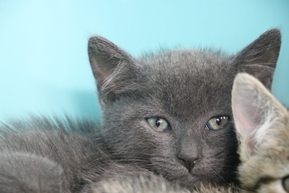 Sadie - Chat Européen à adopter