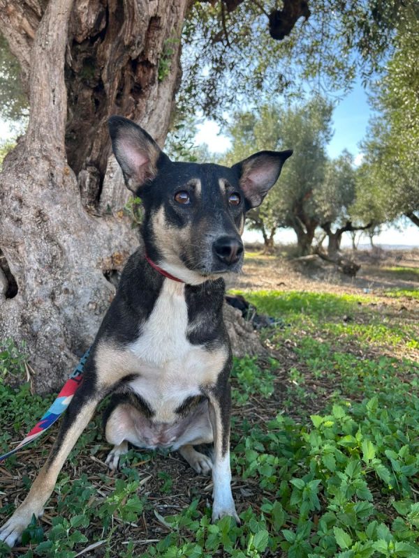 LUNA - Chien à adopter - photo 2