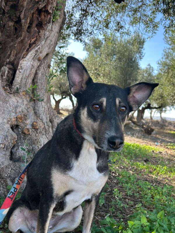 LUNA - Chien à adopter