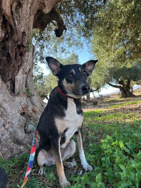 LUNA - Chien à adopter - photo 3