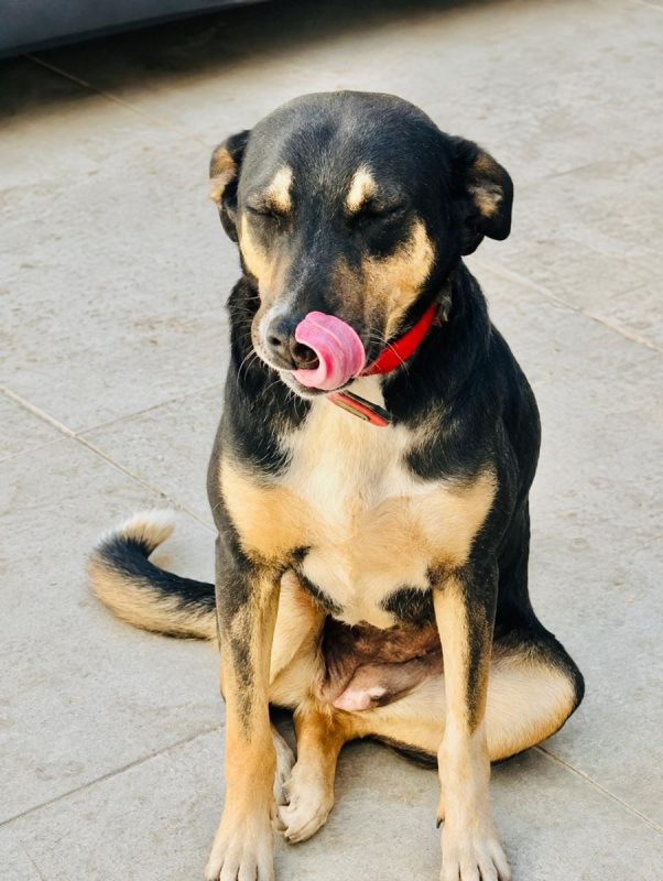 LUNA - Chien à adopter - photo 8