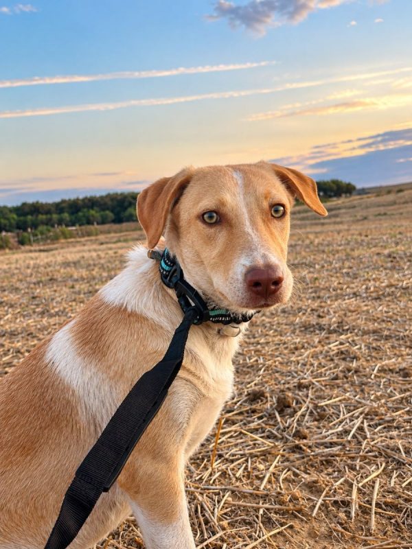 TWINY - Chien à adopter