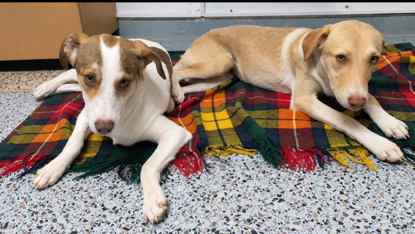 TWINY - Chien à adopter - photo 4