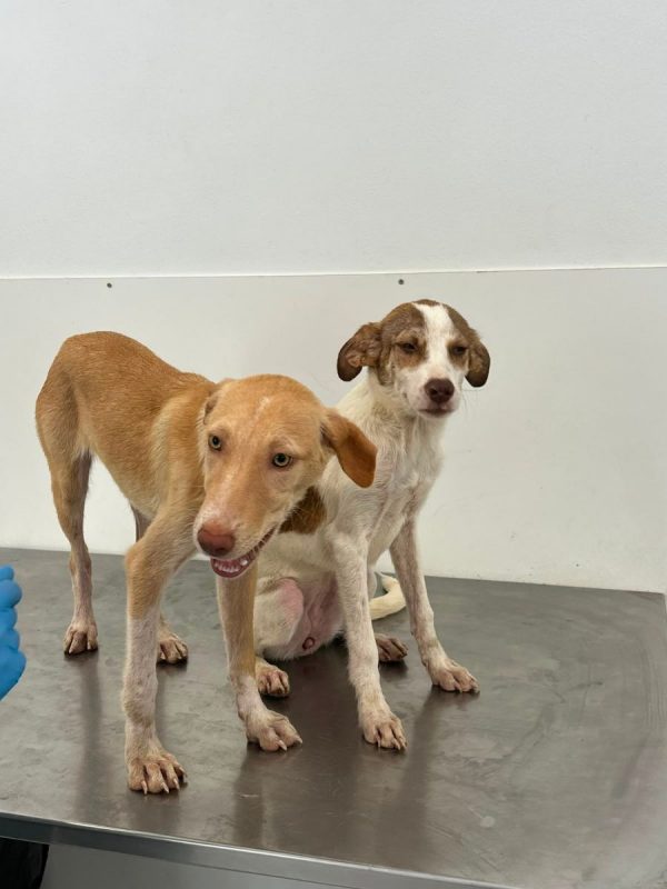 TWINY - Chien à adopter - photo 3