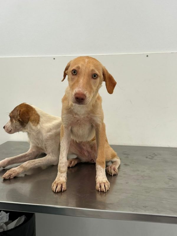 TWINY - Chien à adopter - photo 2