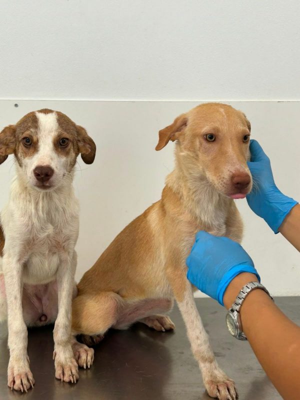TWINY - Chien à adopter - photo 5