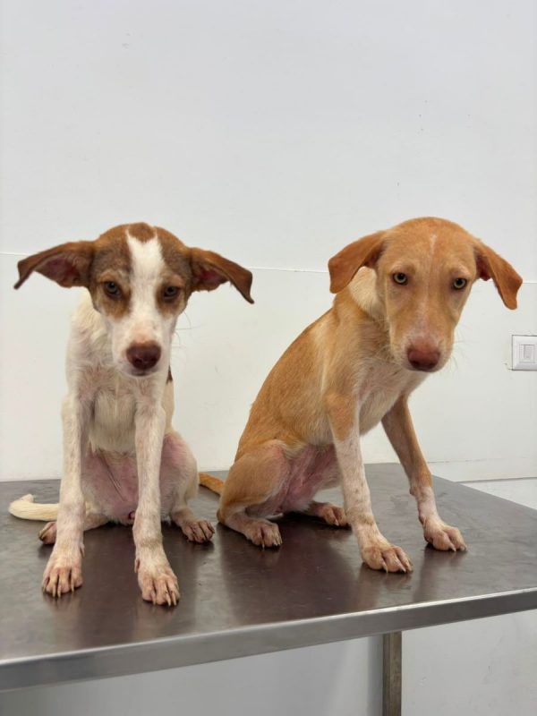 TWINY - Chien à adopter - photo 8