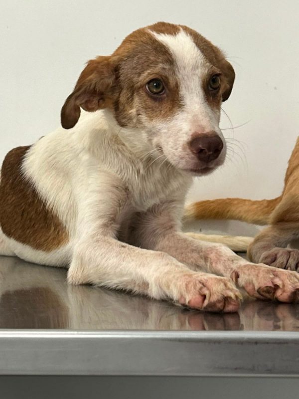 GINA - Chien à adopter - photo 4