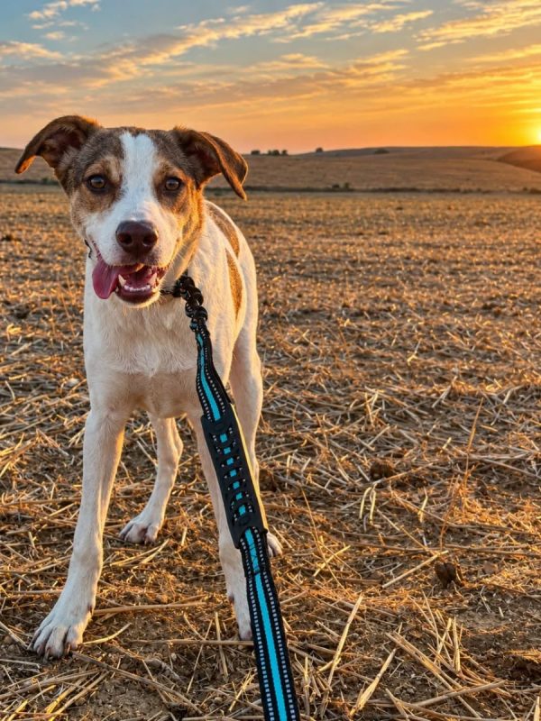 GINA - Chien à adopter