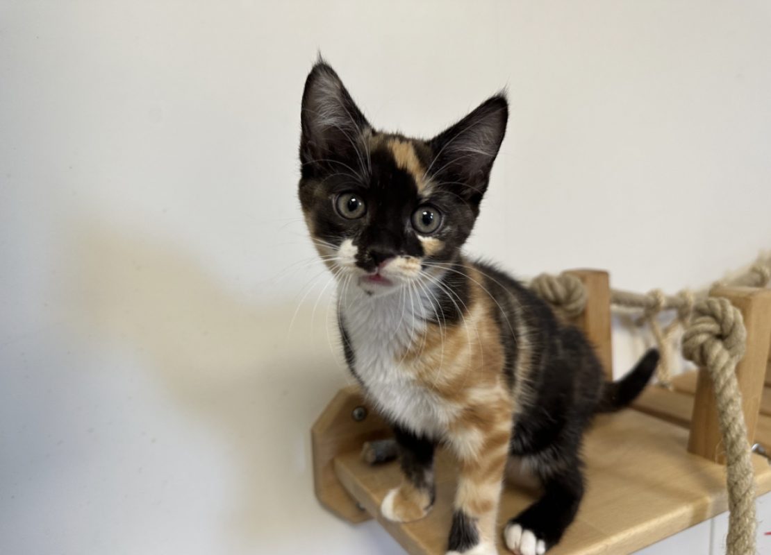 Bianca - Chat Européen à adopter