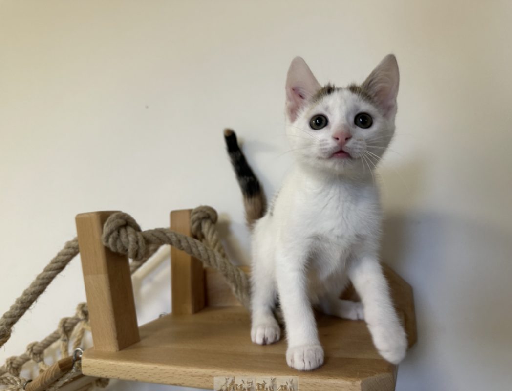 Bella - Chat Européen à adopter