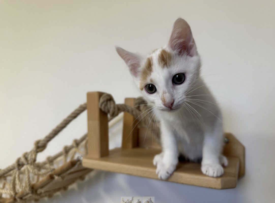 Bali - Chat Européen à adopter