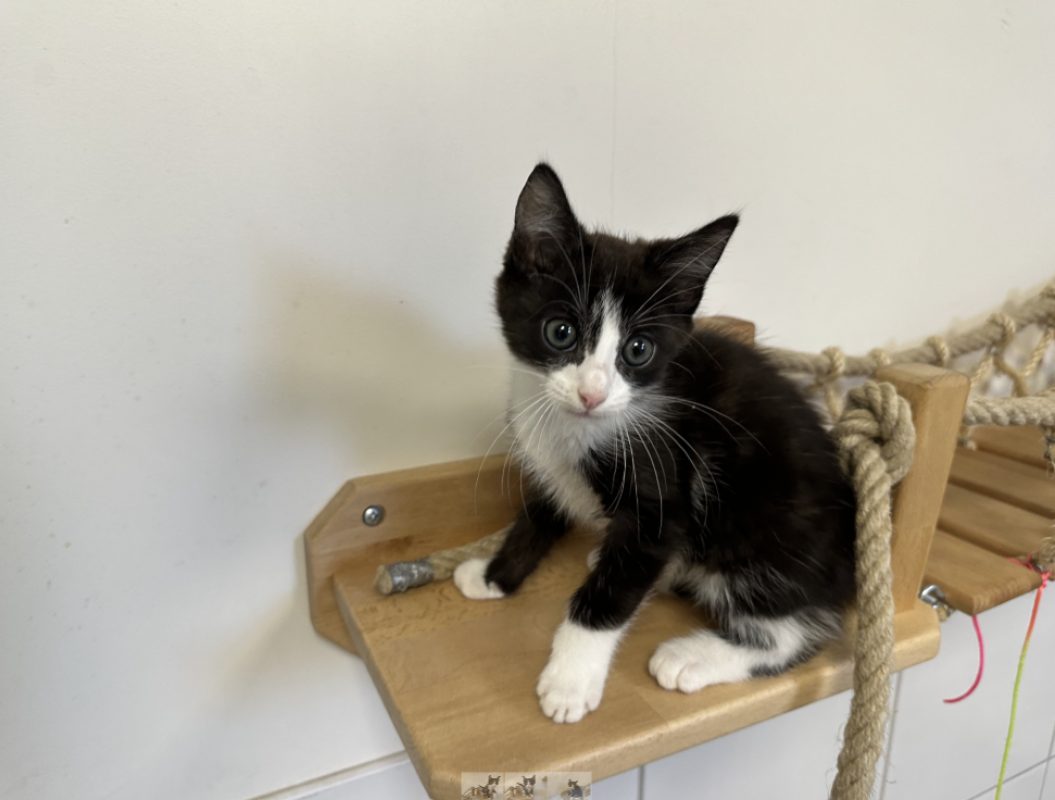 Benji - Chat Européen à adopter