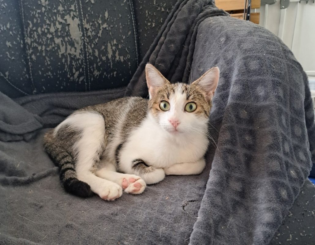 Lavande - Chat Européen à adopter