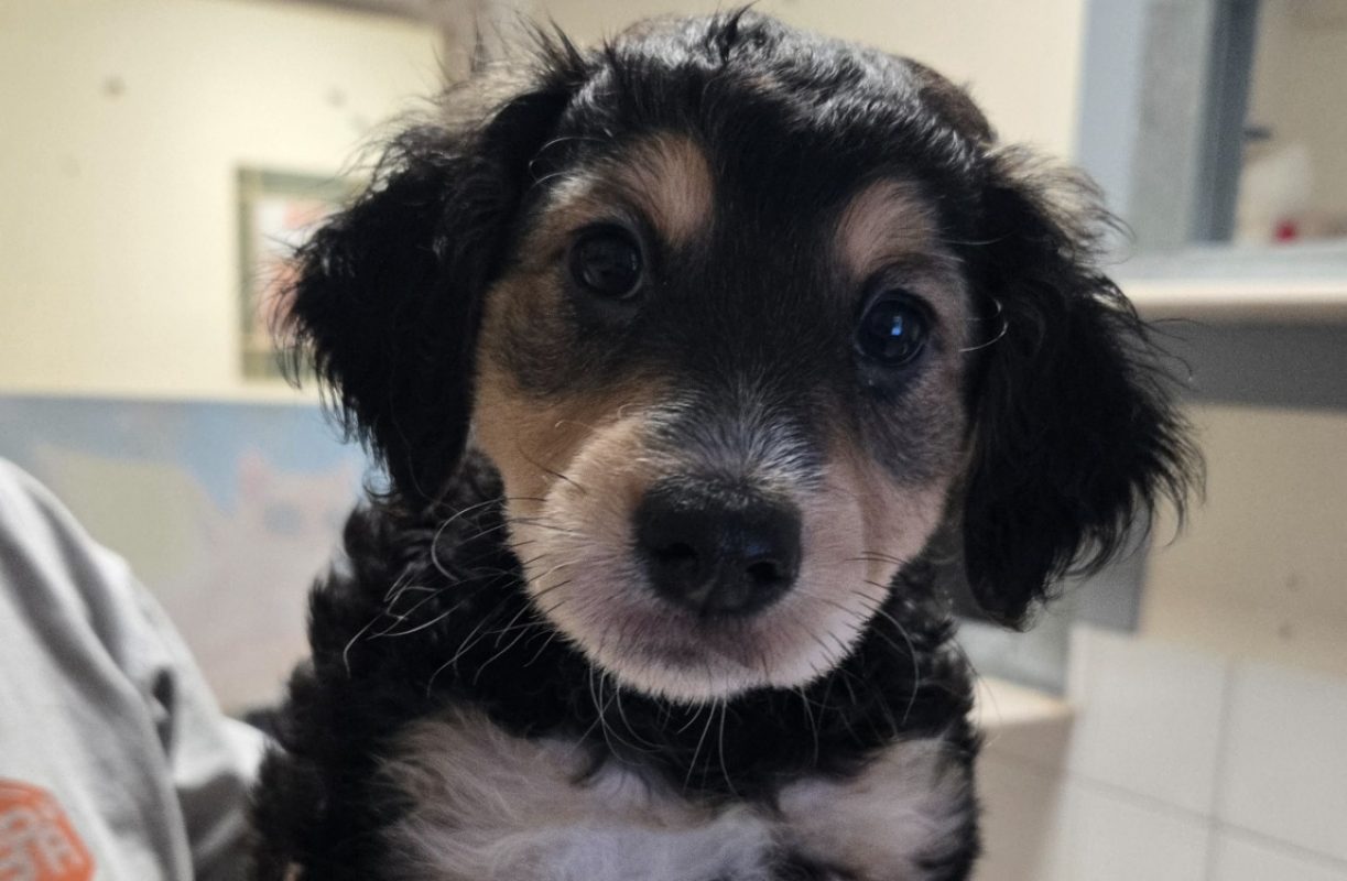 Mango - Chien à adopter