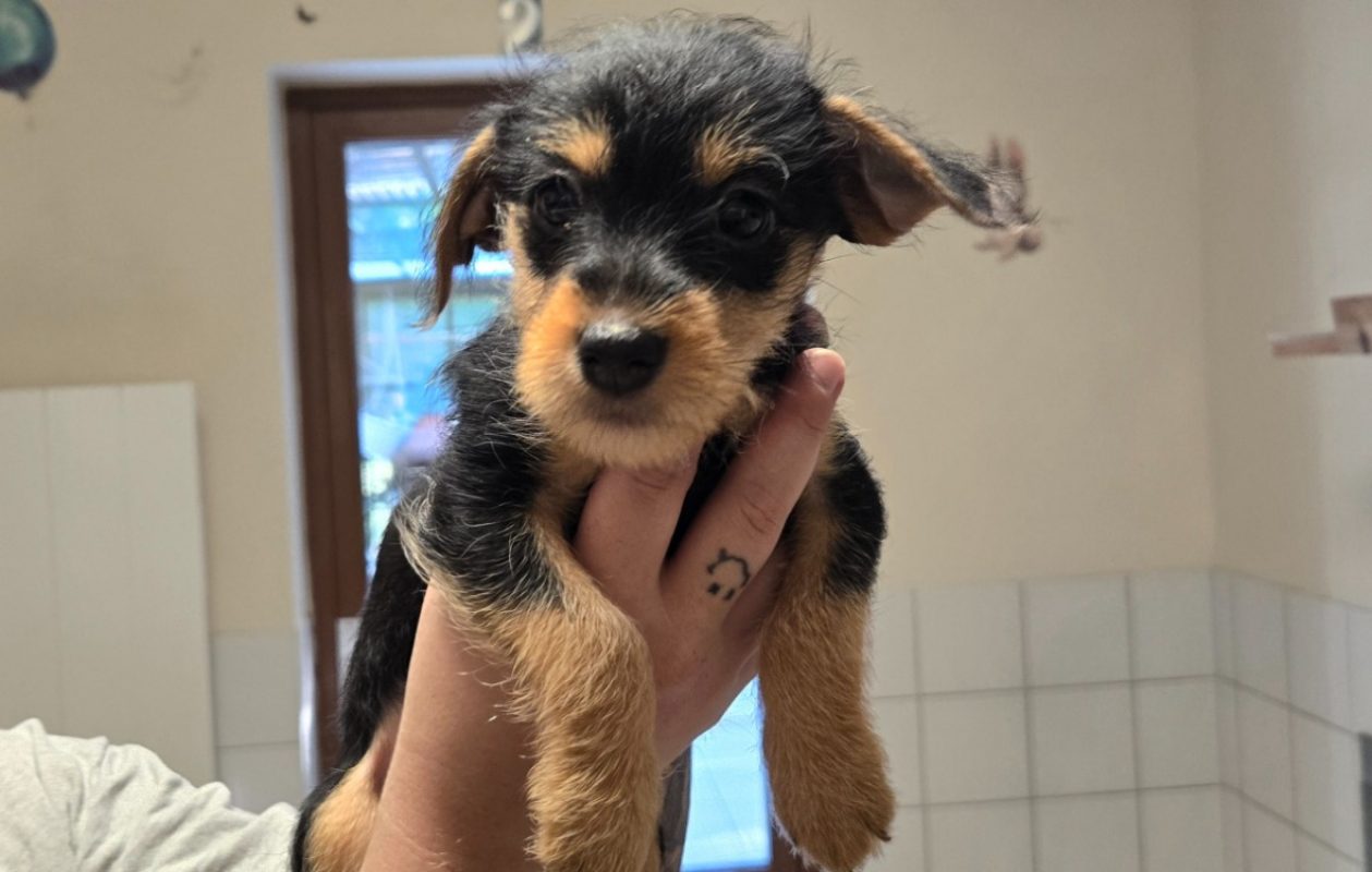 Pimkie - Chien à adopter