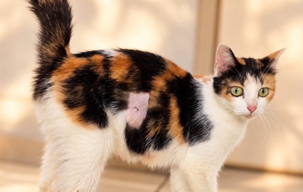 Bonnie - Chat Européen à adopter