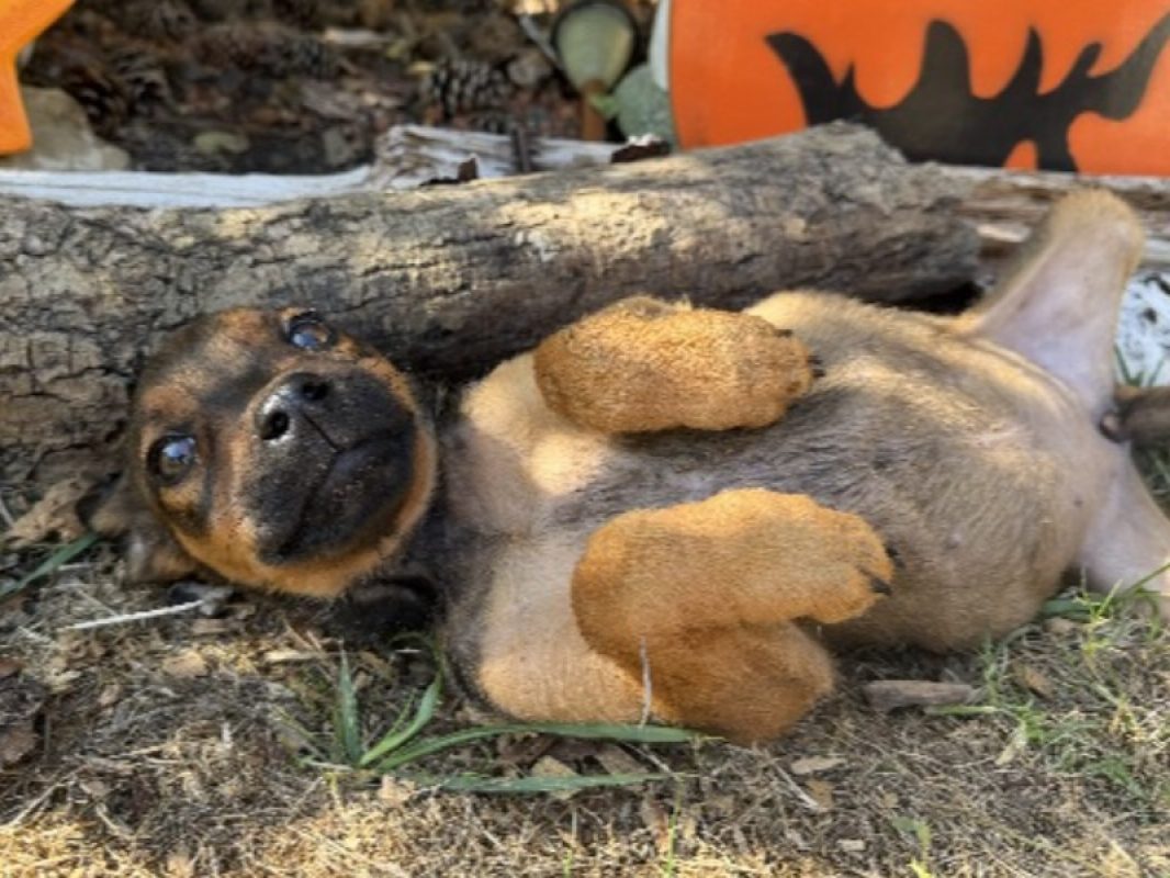 Freya - Chien à adopter