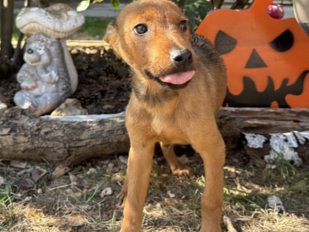 Taiga - Chien à adopter