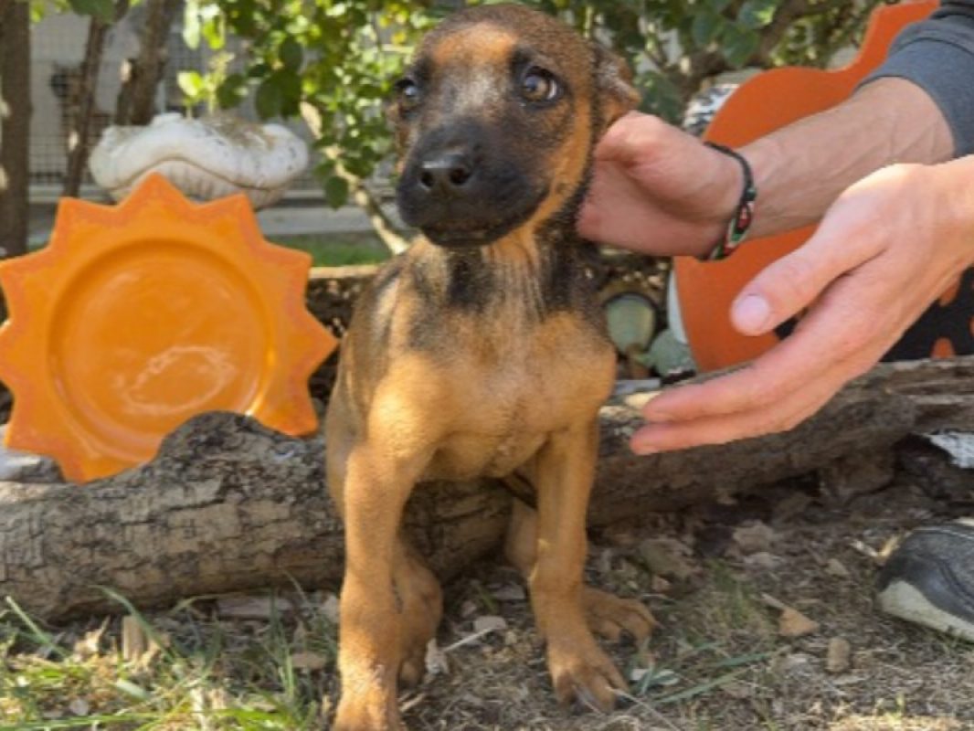 Maika - Chien à adopter
