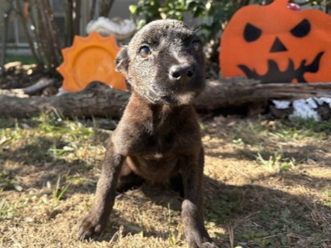 Opale - Chien à adopter