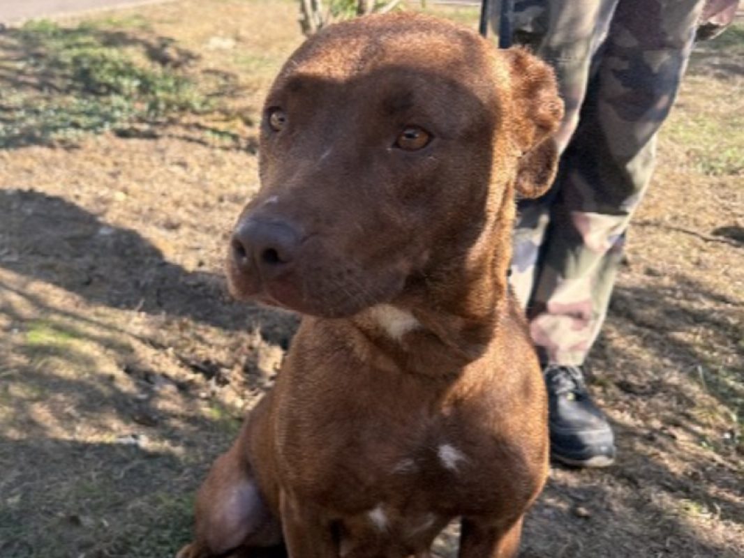 Sita - Chien à adopter