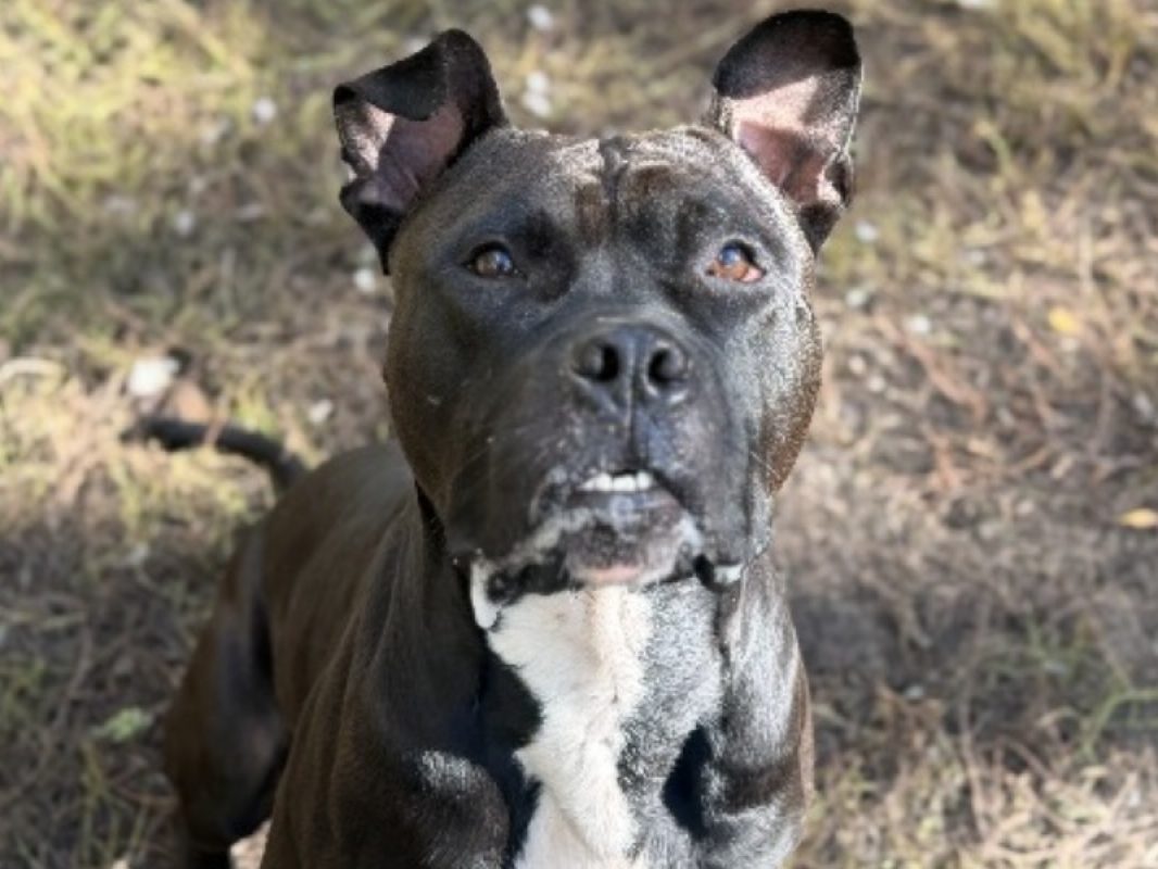Boris - Chien à adopter