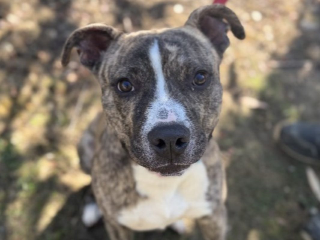 Morty - Chien à adopter