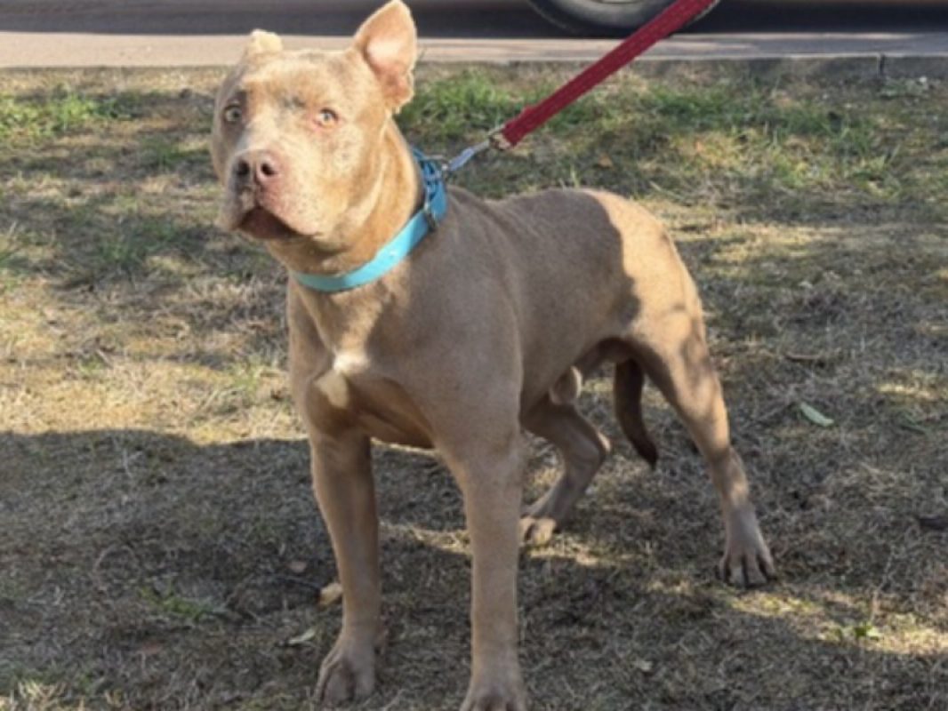 Rick - Chien à adopter