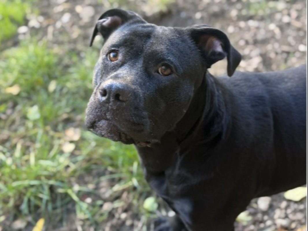 Beta kalba - Chien à adopter