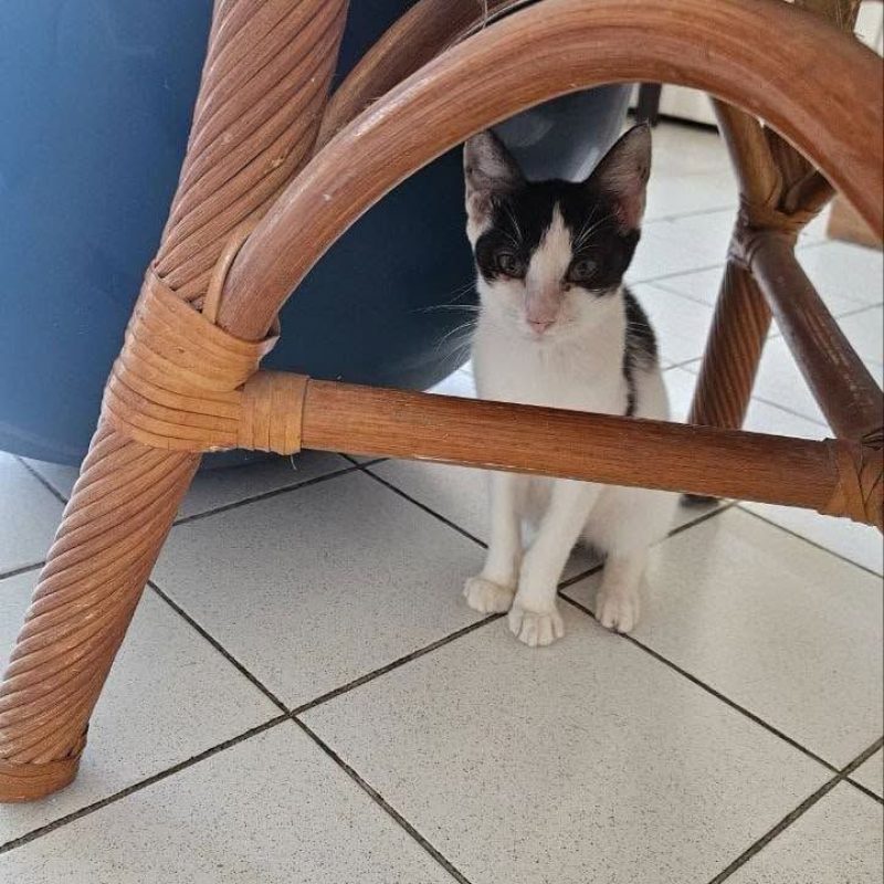NAYA - Chat Européen à adopter - photo 5