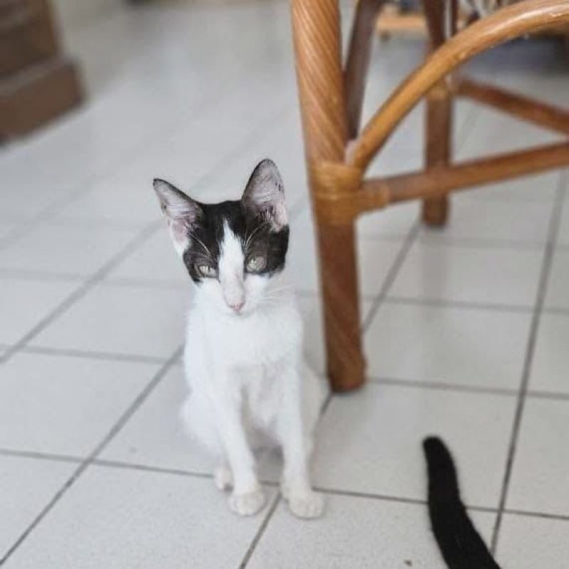 NAYA - Chat Européen à adopter - photo 2