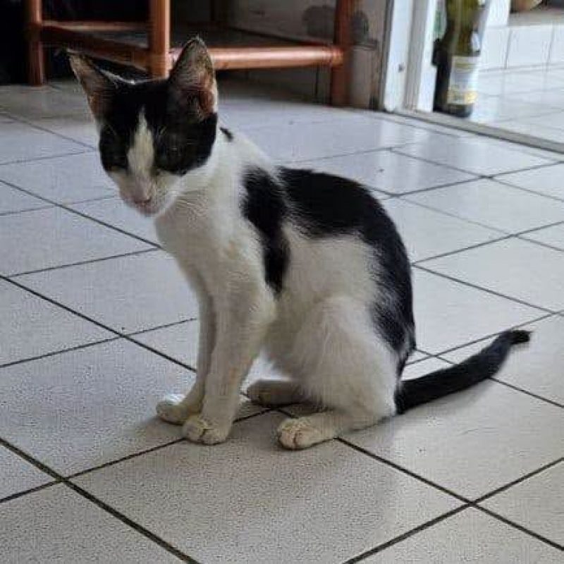 NAYA - Chat Européen à adopter - photo 3