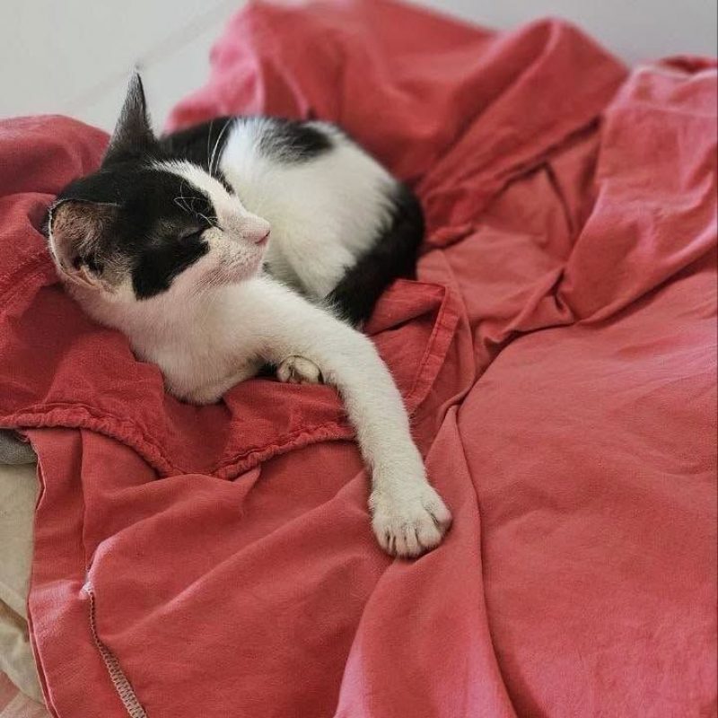 NAYA - Chat Européen à adopter - photo 4