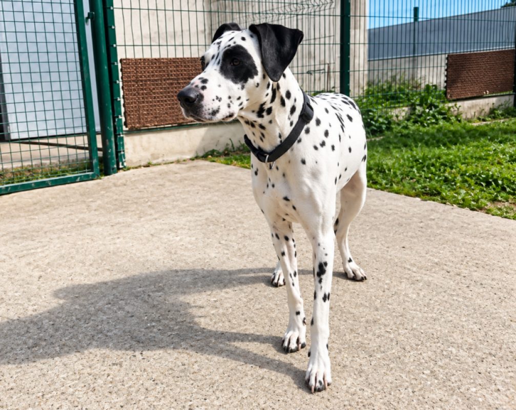 Bianca - Chien Dalmatien à adopter