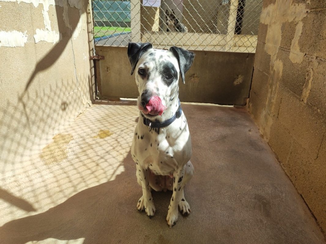 Bianca - Chien Dalmatien à adopter - photo 2