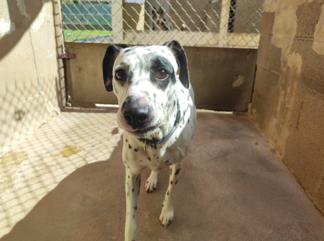 Bianca - Chien Dalmatien à adopter - photo 3