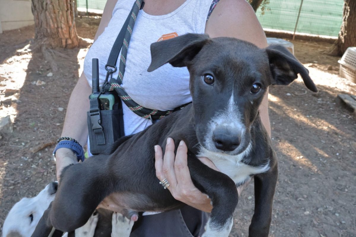Ugolin - Chien Berger à adopter