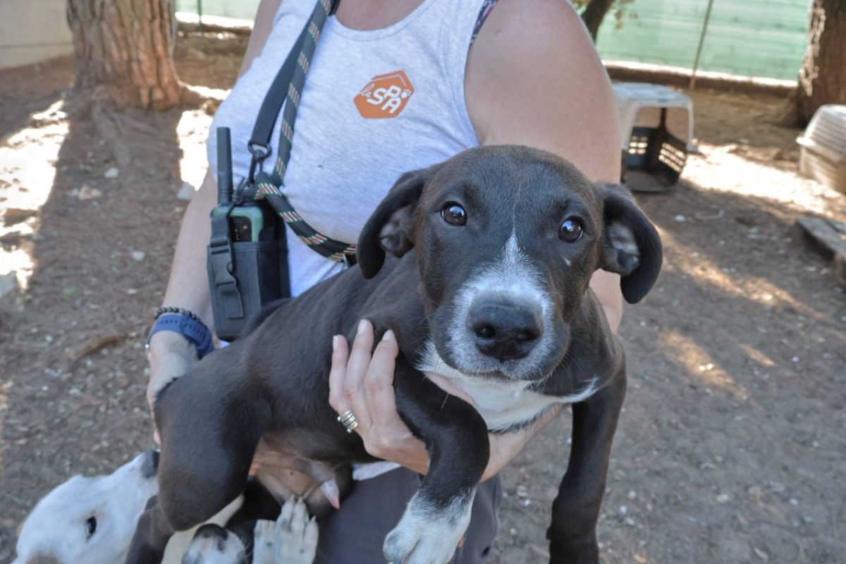 Ugolin - Chien Berger à adopter - photo 2