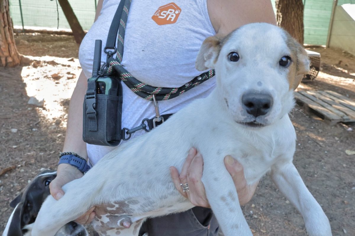 Florette - Chien Berger à adopter