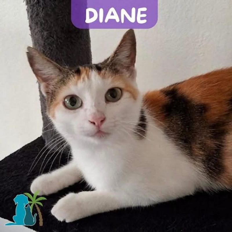DIANE - Chat à adopter