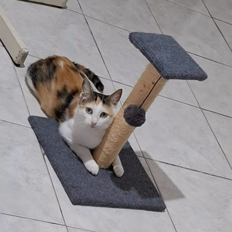 DIANE - Chat à adopter - photo 5