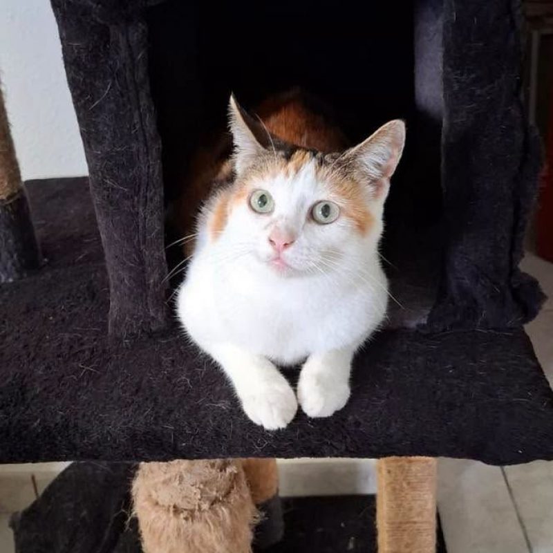 DIANE - Chat à adopter - photo 3