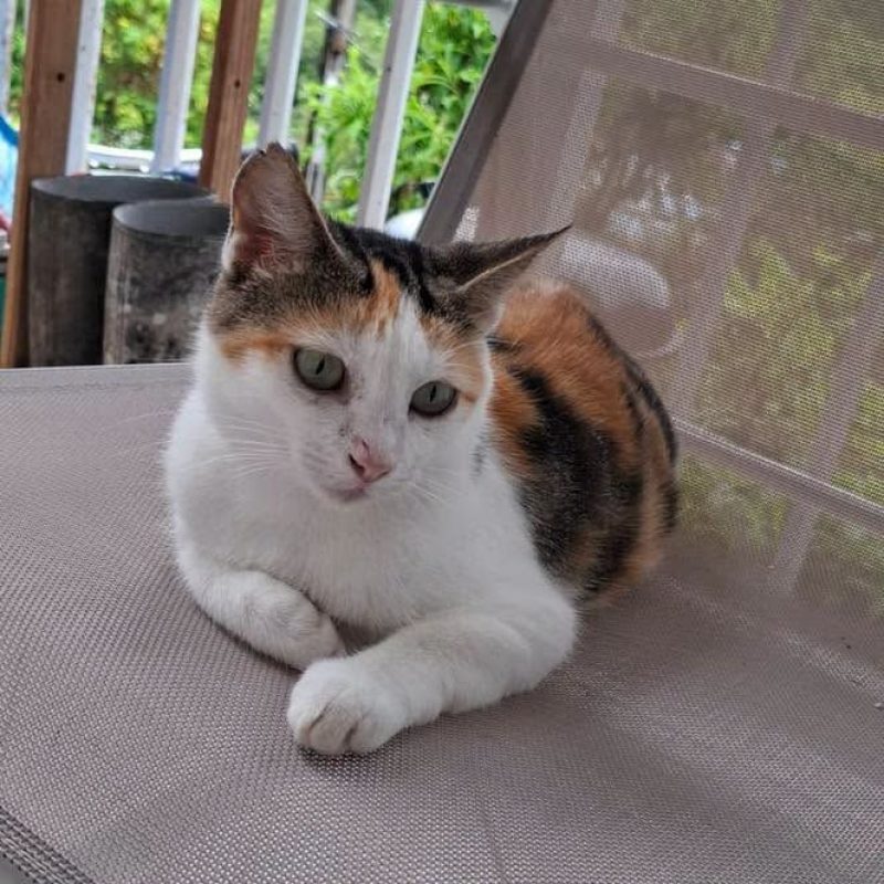 DIANE - Chat à adopter - photo 7