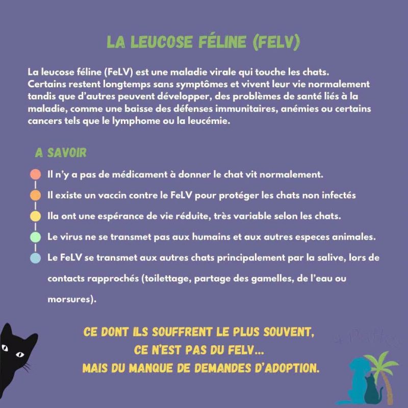 DIANE - Chat à adopter - photo 8